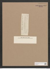 Navicula sp. (de-Toni-Nr.: Genus 1) Zeichnungen Sammlung Grunow Nr. 1572 (NHMW-BOT-W0368100)